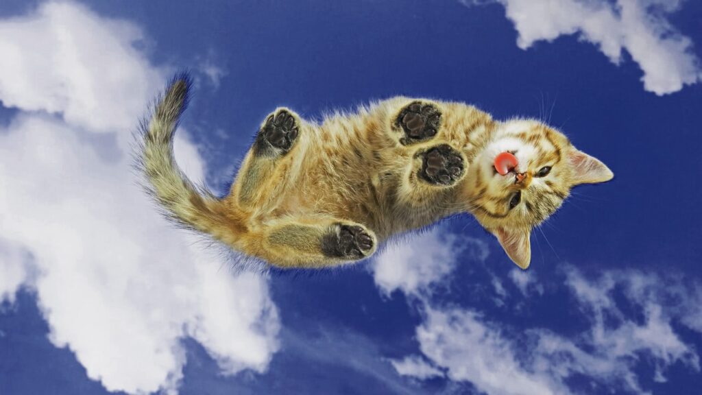 un chaton trop mignon lèche une vitre invisible