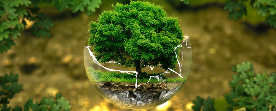 Les arbres sont les spécialistes de l’environnement