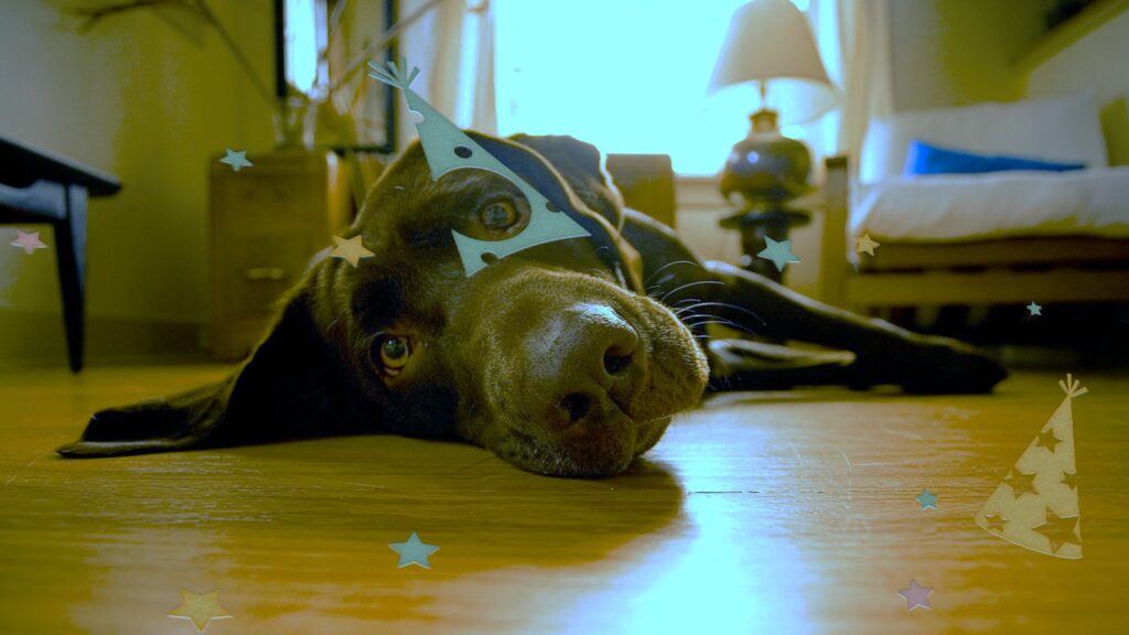 après la fête de noel, c'est le repos pour les chiens