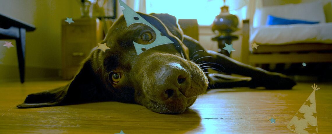 après la fête de noel, c'est le repos pour les chiens